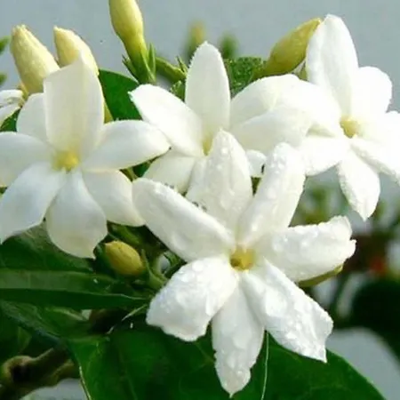 Gastehaus Flower Idyll Und Bodenseeperle Apartment *